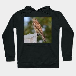 kestrel Hoodie